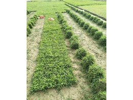 湖南大叶油草卷草场