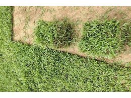 红河大叶油草卷批发