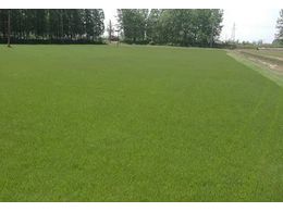 绿化草皮兰引草