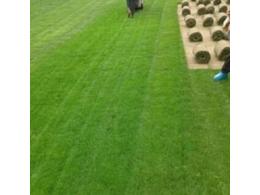 绿化草坪、草皮基地