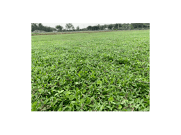 湖南台湾草草坪