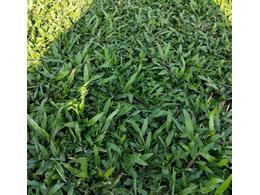 桂林大叶油草卷多少钱一平