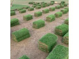 惠州靠谱的大叶油草