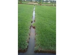 海丰台湾草卷价格