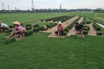 大叶油草坪