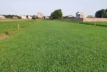 大叶油草坪 大叶油草坪