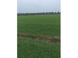 [绿化草卷]东源草卷