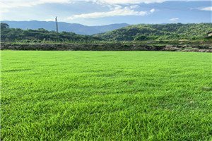 东莞兰引三号产地