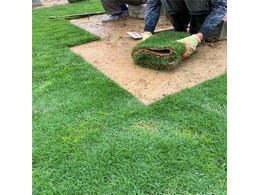 东莞兰引三号产地