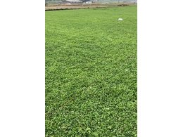 兰引三号草厂家