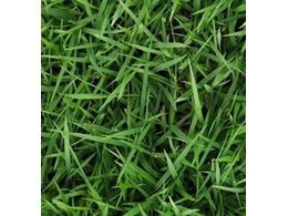 茂名带泥多的大叶油草