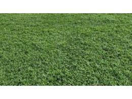 三亚质优价廉的大叶油草卷