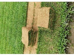 大叶油草多少钱一捆