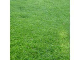 城市绿化中的大叶油草卷种植技巧