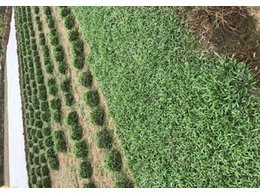 南澳绿化草皮报价