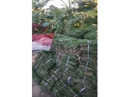 四川台湾草电话