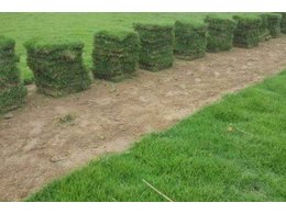 阳江草皮种植基地之大叶油草观赏特点是什么