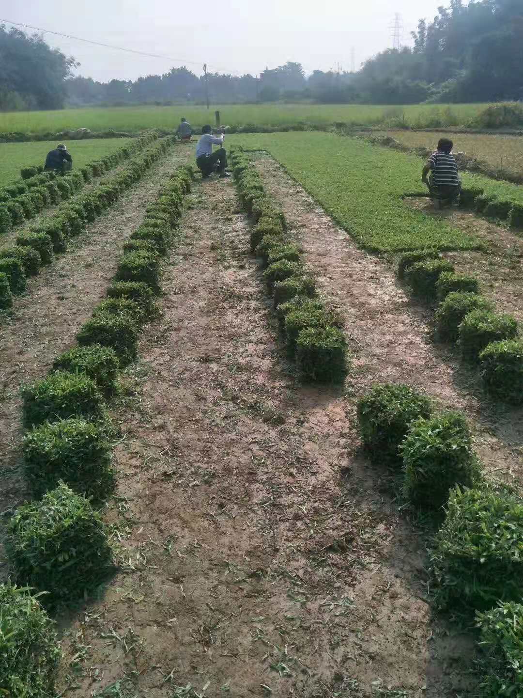 大叶油草卷 大叶油草卷