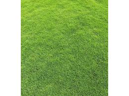 揭阳大型球场大叶油草卷-种植基地