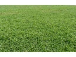 西丽大叶油草皮哪里有卖