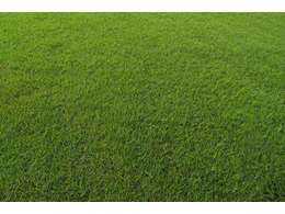 广西兰引三号草坪