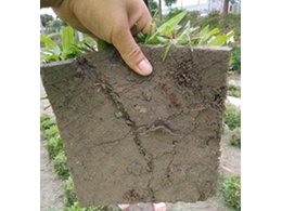 佛冈兰引三号草厂家