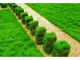 广州梅花村兰引三号草价格