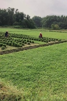 白沙镇台湾草卷批发