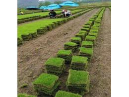 广东白沙镇台湾草卷批发