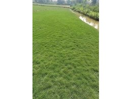 惠来绿化台湾草卷价格