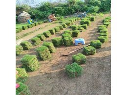 茂名市台湾草出售