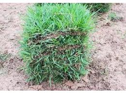 揭阳揭东县兰引三号草皮量大从优