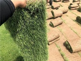 惠州兰引三号草厂家