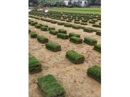 惠城区台湾草卷