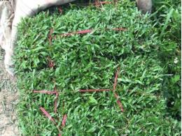 宿迁大叶油草卷基地