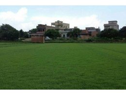 湛江大叶油草草卷浅谈草坪杂草的防除技术