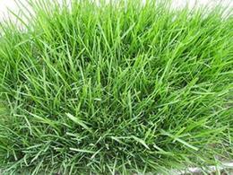 园林绿化草皮基地