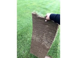 [兰引三号草]兰引三号草规格