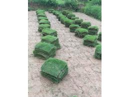 惠州大叶油草卷种植