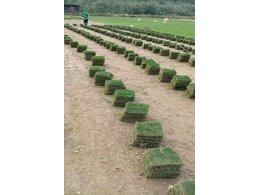 柳州大叶油卷草厂家