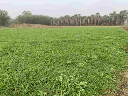 庭院大叶油草批发基地
