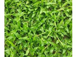 海南陵水耐存活的大叶油草卷