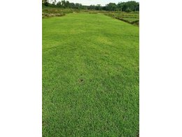 六盘水台湾草批发