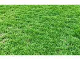 普定便宜的台湾草