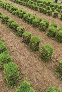 马尼拉草卷批发 马尼拉草卷批发