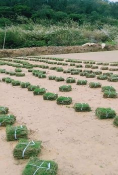 马尼拉草卷批发 马尼拉草卷批发