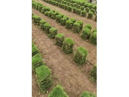 衡阳马尼拉草卷批发