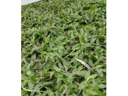 惠来大叶油草卷供应