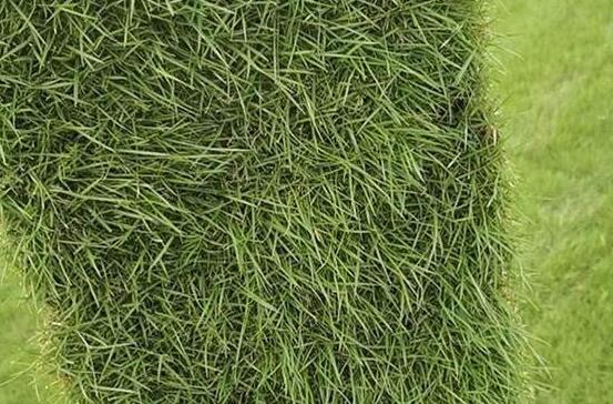 绿化草坪