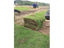 [台湾草]湖南攸县台湾草